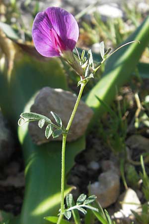 Vicia sativa var. sativa \ Saat-Wicke, Echte Futter-Wicke / Common Vetch, Mallorca/Majorca Port de Andratx 9.4.2012