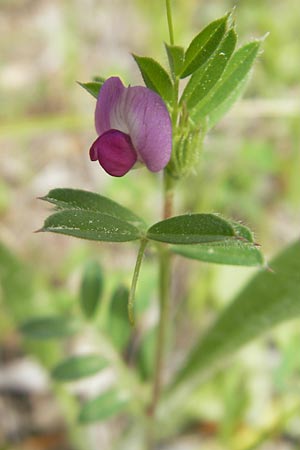 Vicia segetalis \ Korn-Wicke, Getreide-Wicke / Narrow-Leaved Common Vetch, Mallorca/Majorca Andratx 3.4.2012