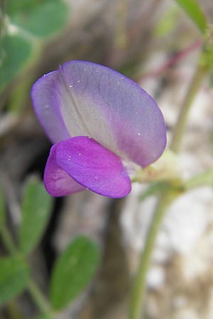 Vicia segetalis \ Korn-Wicke, Getreide-Wicke / Narrow-Leaved Common Vetch, Mallorca/Majorca Andratx 3.4.2012