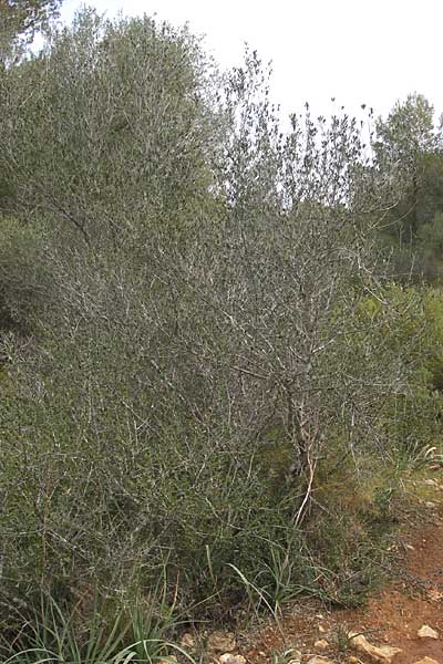 Olea europaea var. europaea \ lbaum / Olive, Mallorca/Majorca S'Arenal 5.4.2012
