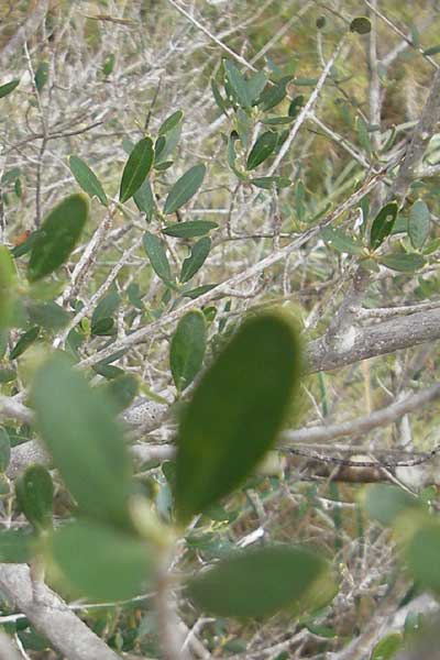 Olea europaea var. europaea \ lbaum / Olive, Mallorca/Majorca S'Arenal 5.4.2012
