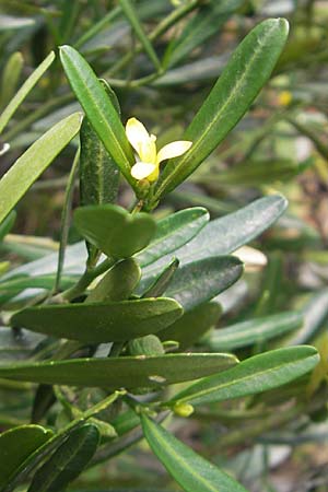 Cneorum tricoccon \ Dreibeeriger Zeiland, Zwerg-lbaum / Spurge Olive, Mallorca/Majorca Lluc 24.4.2011