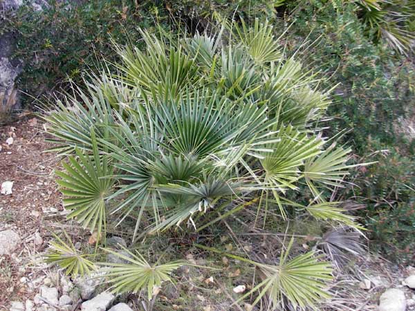 Chamaerops humilis \ Zwerg-Palme / Dwarf Fan Palm, Mallorca/Majorca Andratx 22.4.2011