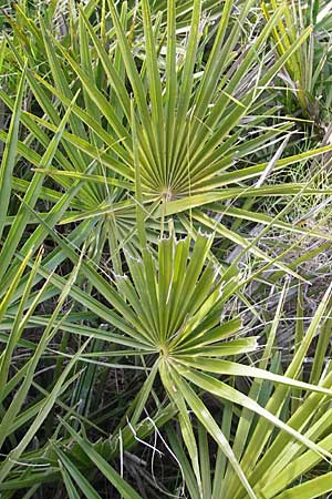 Chamaerops humilis \ Zwerg-Palme / Dwarf Fan Palm, Mallorca/Majorca Andratx 22.4.2011