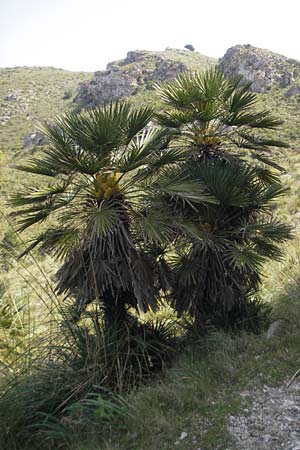 Chamaerops humilis \ Zwerg-Palme / Dwarf Fan Palm, Mallorca/Majorca Betlem 28.4.2011