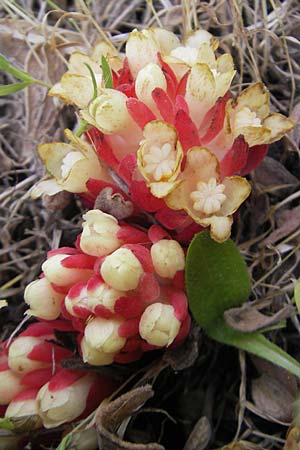 Cytinus hypocistis subsp. clusii \ Roter Zistrosen-W�rger, Kreta-Zistrosen-W�rger / Cytinus, Mallorca/Majorca Andratx 26.4.2011