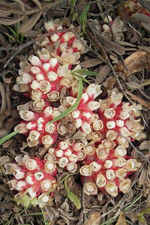 Cytinus hypocistis subsp. clusii \ Roter Zistrosen-W�rger, Kreta-Zistrosen-W�rger / Cytinus, Mallorca/Majorca Andratx 26.4.2011