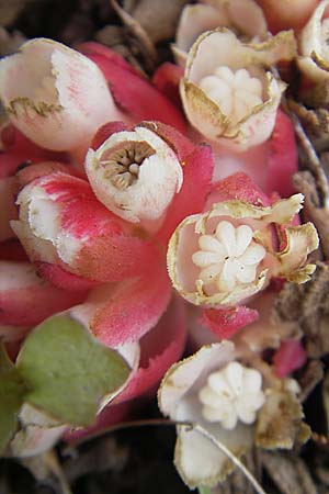 Cytinus hypocistis subsp. clusii \ Roter Zistrosen-W�rger, Kreta-Zistrosen-W�rger / Cytinus, Mallorca/Majorca Andratx 26.4.2011