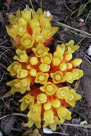 Cytinus hypocistis \ Gelber Zistrosen-W�rger / Cytinus, Mallorca/Majorca Ca'n Picafort 30.4.2011