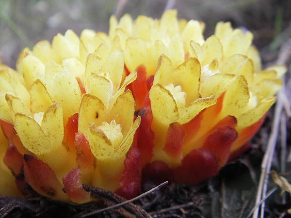 Cytinus hypocistis \ Gelber Zistrosen-W�rger / Cytinus, Mallorca/Majorca Ca'n Picafort 30.4.2011