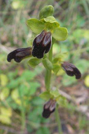 Ophrys arnoldii \ Arnolds Ragwurz / Arnold's Orchid, Mallorca/Majorca,  Galilea 26.4.2011 