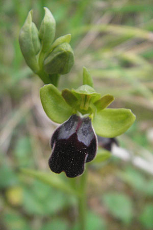 Ophrys arnoldii \ Arnolds Ragwurz / Arnold's Orchid, Mallorca/Majorca,  Galilea 26.4.2011 
