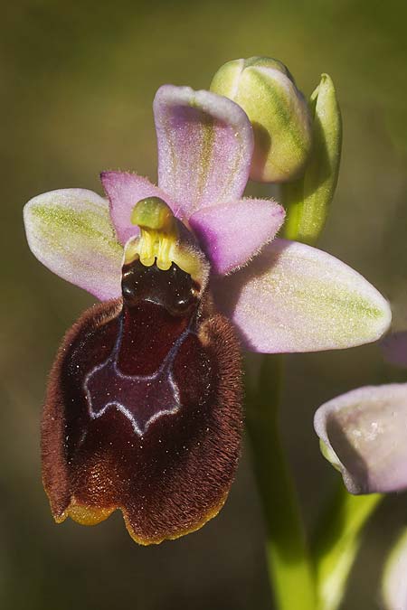 Ophrys balearica x tenthredinifera subsp. tenthredinifera, Mallorca/Majorca,  S&uuml;d   / South 30.3.2026 (Photo: Helmut Presser)
