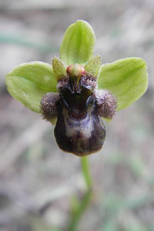 Ophrys bombyliflora / Bumble Bee Orchid, Majorca,  Andratx 26.4.2011 
