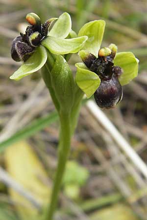 Ophrys bombyliflora / Bumble Bee Orchid, Majorca,  Andratx 3.4.2012 