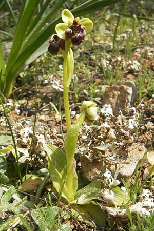 Ophrys bombyliflora / Bumble Bee Orchid, Majorca,  Cala Mondrago 5.4.2012 