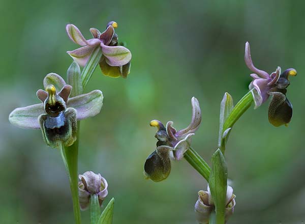 Ophrys bombyliflora x tenthredinifera subsp. tenthredinifera, Mallorca/Majorca,  S&uuml;d   / South 30.3.2026 (Photo: Helmut Presser)