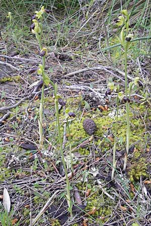 Ophrys fabrella / Fabrella Orchid, Majorca,  Sa Raixa 6.4.2012 