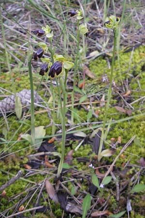 Ophrys fabrella / Fabrella Orchid, Majorca,  Sa Raixa 6.4.2012 