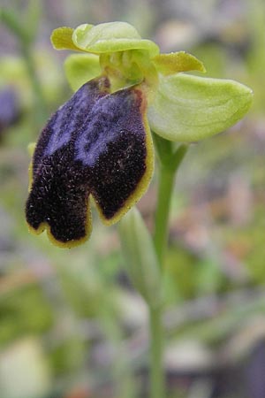 Ophrys fabrella / Fabrella Orchid, Majorca,  Sa Raixa 6.4.2012 