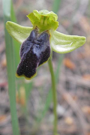 Ophrys fabrella / Fabrella Orchid, Majorca,  Sa Raixa 6.4.2012 