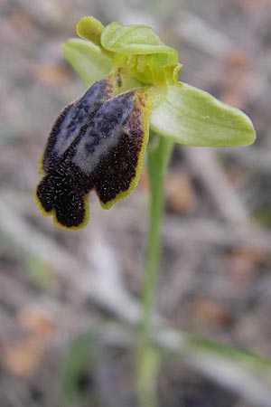 Ophrys fabrella / Fabrella Orchid, Majorca,  Sa Raixa 6.4.2012 
