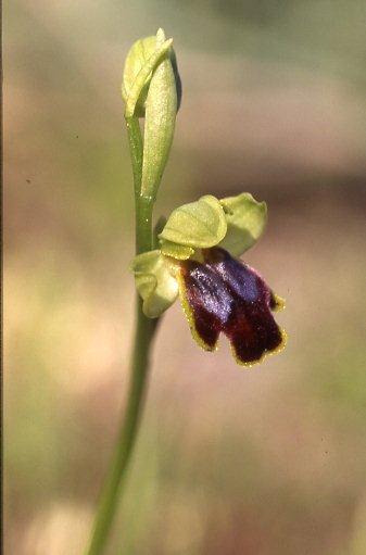 Ophrys fabrella / Fabrella Orchid, Majorca,  Ca'n Picafort 1.4.2007 (Photo: Helmut Presser)