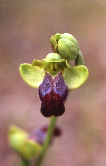Ophrys fabrella / Fabrella Orchid, Majorca,  Ca'n Picafort 1.4.2007 (Photo: Helmut Presser)