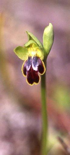Ophrys fabrella / Fabrella Orchid, Majorca,  Ca'n Picafort 1.4.2007 (Photo: Helmut Presser)