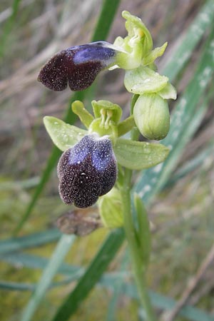 Ophrys fusca s.l. Mallorca \ Braune Ragwurz / Dull Ophrys, Mallorca/Majorca,  Port de Andratx 3.4.2012 