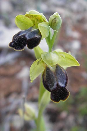Ophrys fabrella / Fabrella Orchid, Majorca,  Tolleric 8.4.2012 