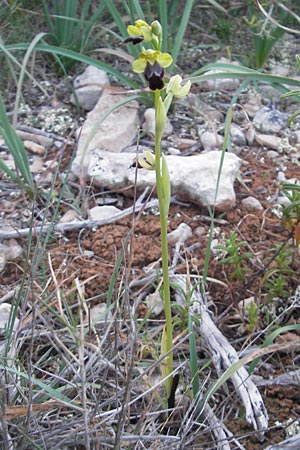Ophrys fabrella / Fabrella Orchid, Majorca,  Tolleric 8.4.2012 