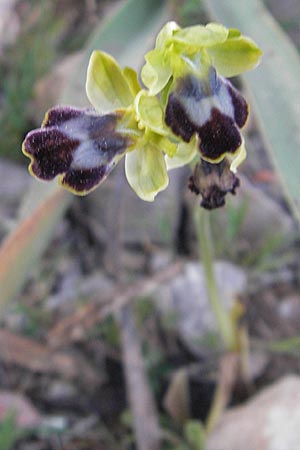 Ophrys fabrella / Fabrella Orchid, Majorca,  Tolleric 8.4.2012 