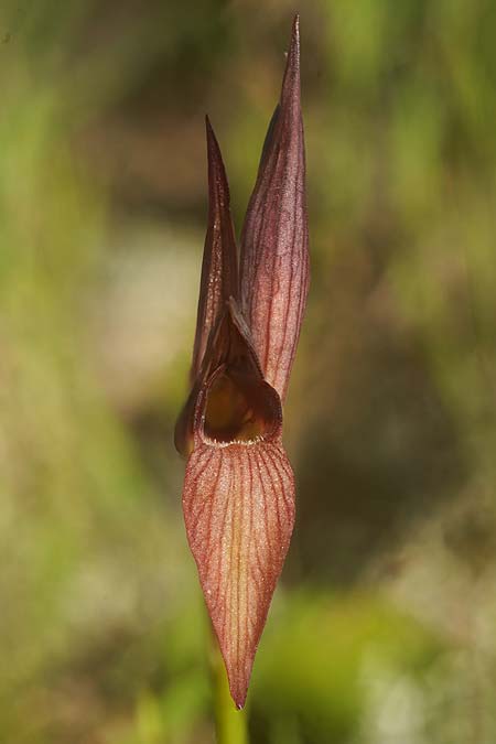 Serapias lingua x parviflora, Mallorca/Majorca,  Nord   / North 30.3.2026 (Photo: Helmut Presser)
