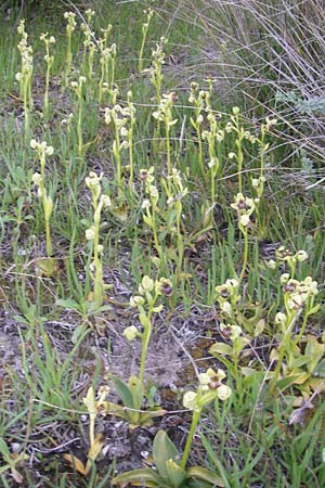 Ophrys bombyliflora / Bumble Bee Orchid, Majorca,  Pollensa 11.4.2012 