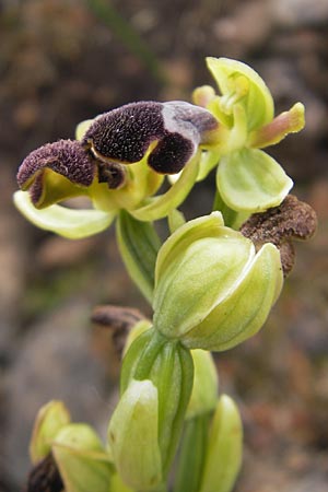Ophrys dyris / Moroccan Bee Orchid (?), Majorca,  Andratx 26.4.2011 