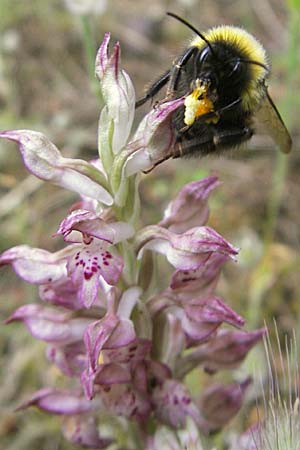 Anacamptis coriophora subsp. fragrans \ Wohlriechendes Knabenkraut / Fragrant Orchid (mit Honigbiene Apis mellifera / with honey bee Apis mellifera), Mallorca/Majorca,  Punta de n'Amer 25.4.2011
