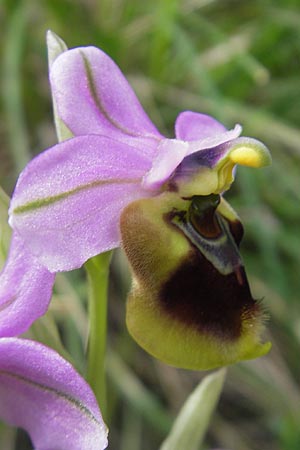 Ophrys spectabilis \ Spektakuläre Wespen-Ragwurz, Mallorca,  Andratx 23.4.2011 