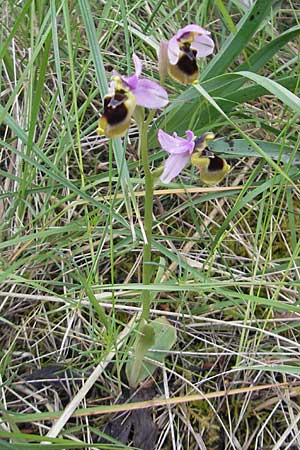 Ophrys spectabilis \ Spektakuläre Wespen-Ragwurz, Mallorca,  Andratx 26.4.2011 