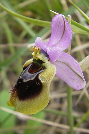 Ophrys spectabilis \ Spektakuläre Wespen-Ragwurz, Mallorca,  Andratx 26.4.2011 