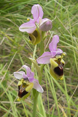 Ophrys spectabilis \ Spektakuläre Wespen-Ragwurz, Mallorca,  Andratx 26.4.2011 