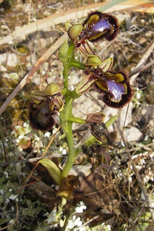 Ophrys speculum \ Spiegel-Ragwurz, Mallorca,  Sa Raixa 6.4.2012 