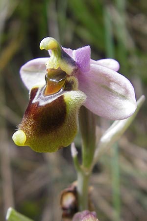 Ophrys tenthredinifera subsp. tenthredinifera \ Frühblühende Wespen-Ragwurz / Sawfly Orchid, Mallorca/Majorca,  Andratx 23.4.2011 