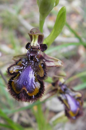 Ophrys speculum \ Spiegel-Ragwurz, Mallorca,  Sa Raixa 6.4.2012 