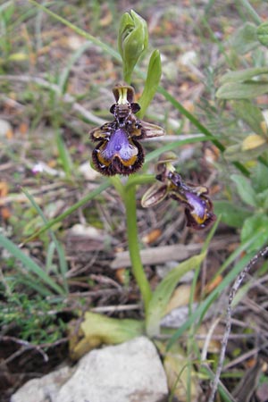 Ophrys speculum \ Spiegel-Ragwurz, Mallorca,  Sa Raixa 6.4.2012 