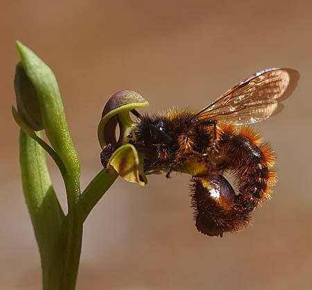 Ophrys speculum \ Spiegel-Ragwurz (mit Best&auml;uber-Wespe Dasyscolia ciliata), Mallorca,  Can Picafort 17.3.2026 (Photo: Helmut Presser)