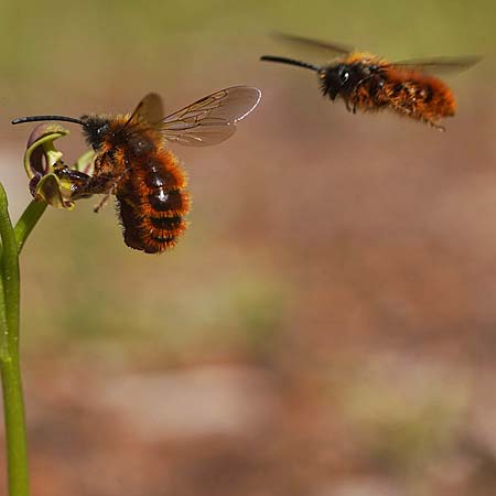 Ophrys speculum \ Spiegel-Ragwurz (mit Best&auml;uber-Wespe Dasyscolia ciliata), Mallorca,  Can Picafort 17.3.2026 (Photo: Helmut Presser)
