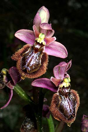 Ophrys speculum x tenthredinifera subsp. tenthredinifera, Mallorca/Majorca,  Art 15.4.2005 (Photo: Michael Guntermann)