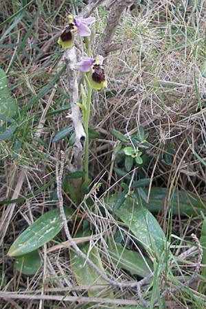 Ophrys tenthredinifera subsp. tenthredinifera \ Frühblühende Wespen-Ragwurz / Sawfly Orchid, Mallorca/Majorca,  Andratx 3.4.2012 