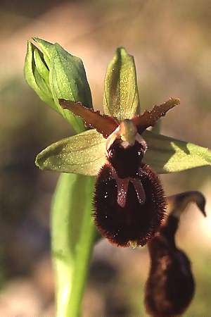 Ophrys melitensis / Maltesian Ophrys, Malta,   5.3.2003 (Photo: Helmut Presser)